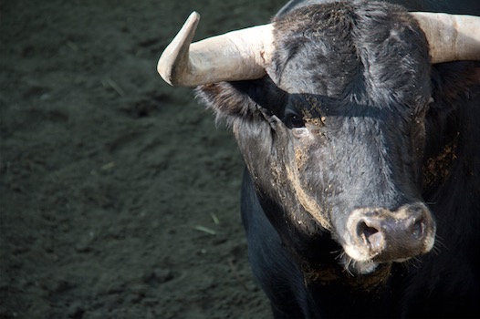 image : Photo toro de Garcigrande