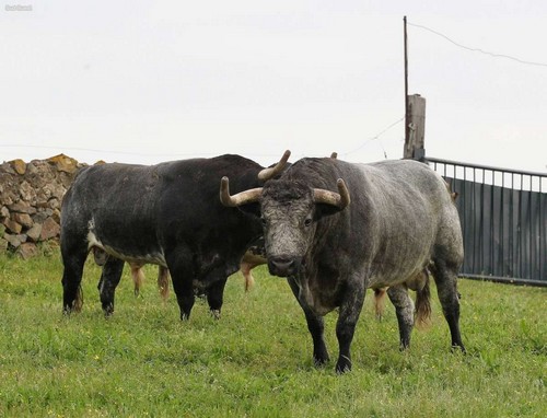 image : toros de La Quinta - Bats - Sud-Ouest