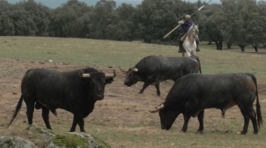 image : Toros Escolar Gil